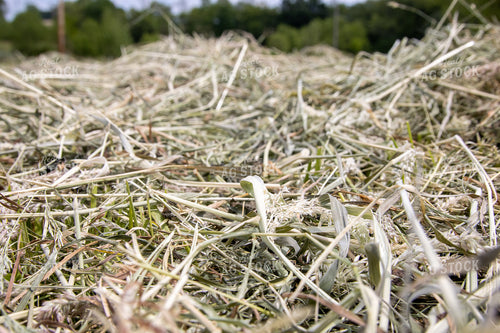 Dried Hay in Field 52162