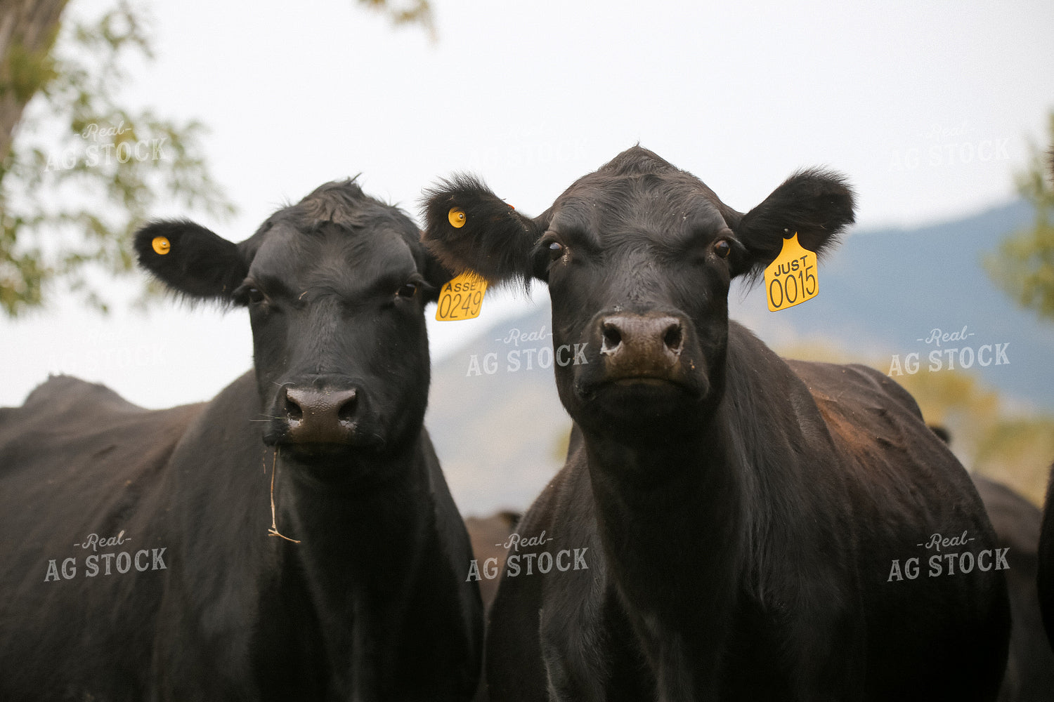 Black Angus Cattle on Pasture 275021