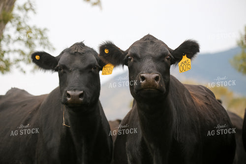 Black Angus Cattle on Pasture 275021