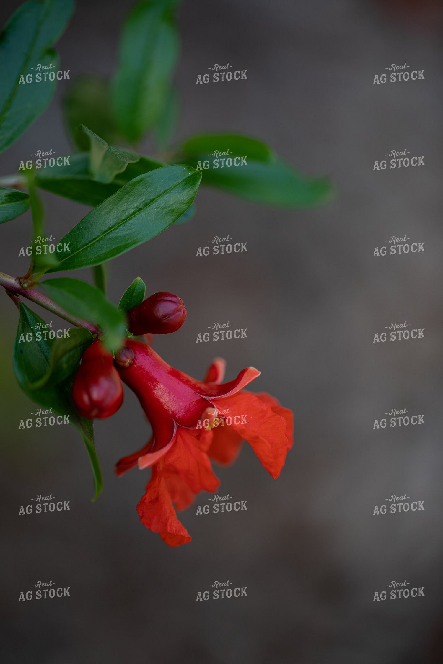Pomegranate Bloom 276045