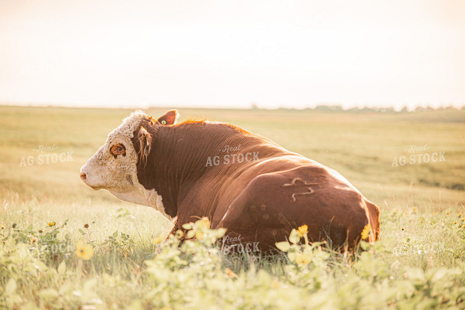 Hereford Bull 299174