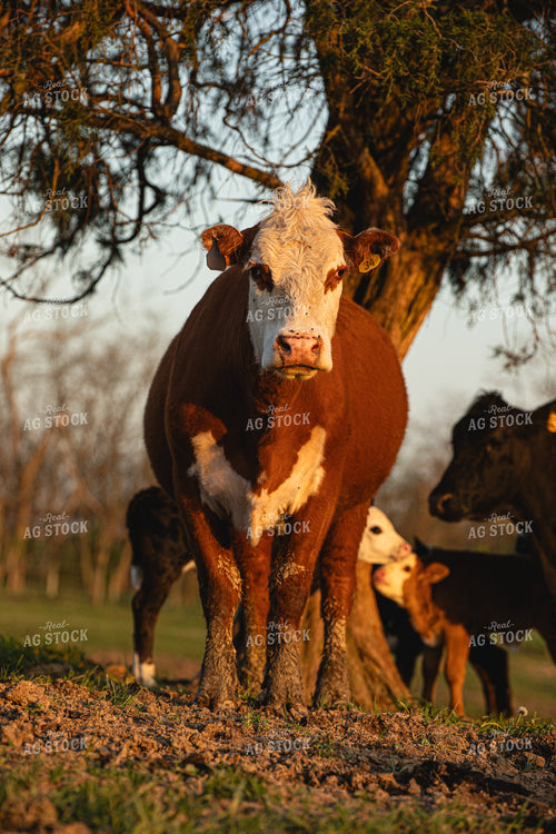 Hereford Cow 189051
