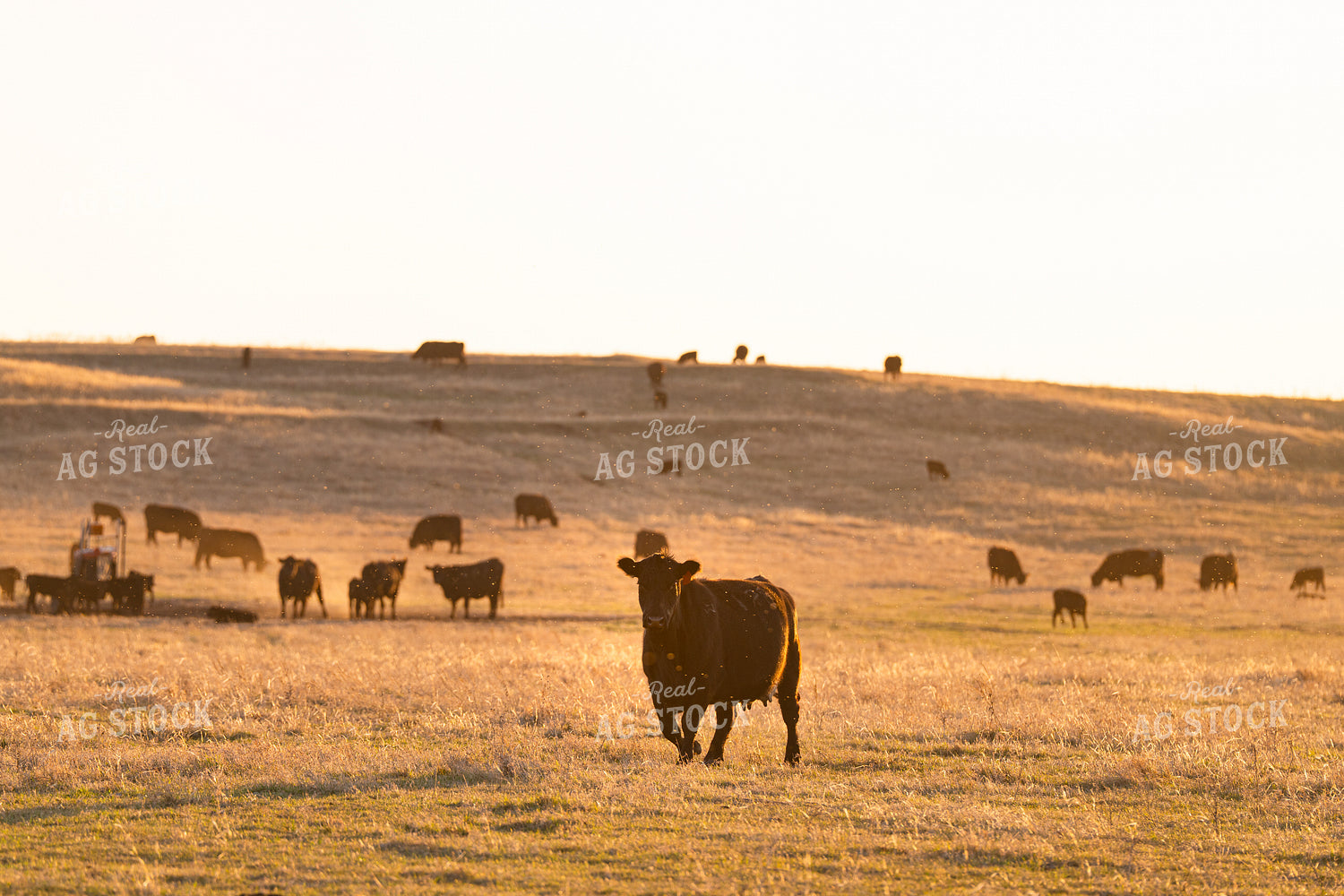 Cattle on Pasture 68321