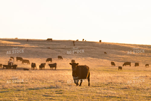 Cattle on Pasture 68321
