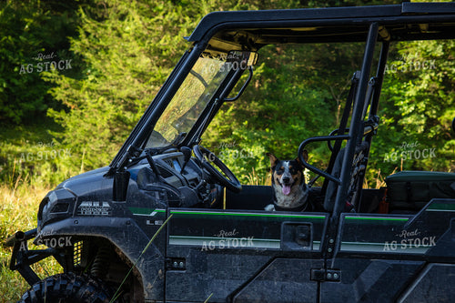 Working Dog 268402