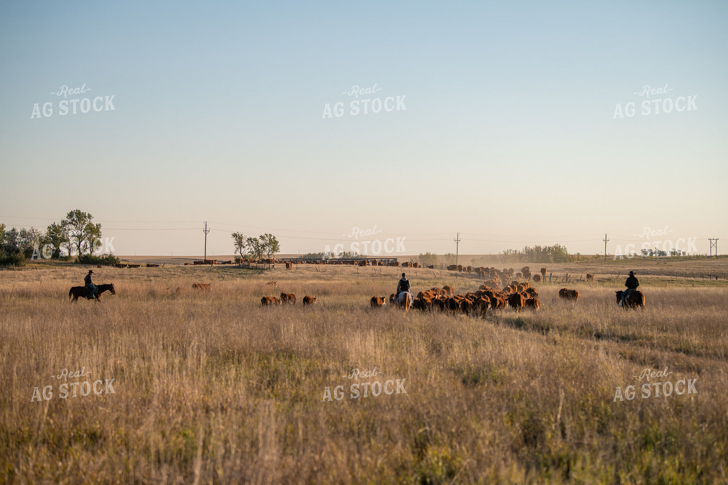 Rancher Herding Cattle on Horseback 212141