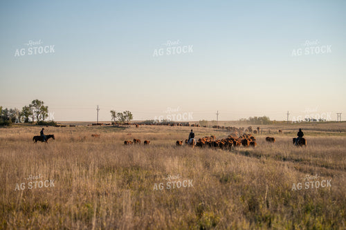 Rancher Herding Cattle on Horseback 212141