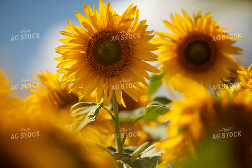 Sunflowers 2095