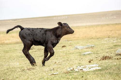 Black Angus Calf 155725