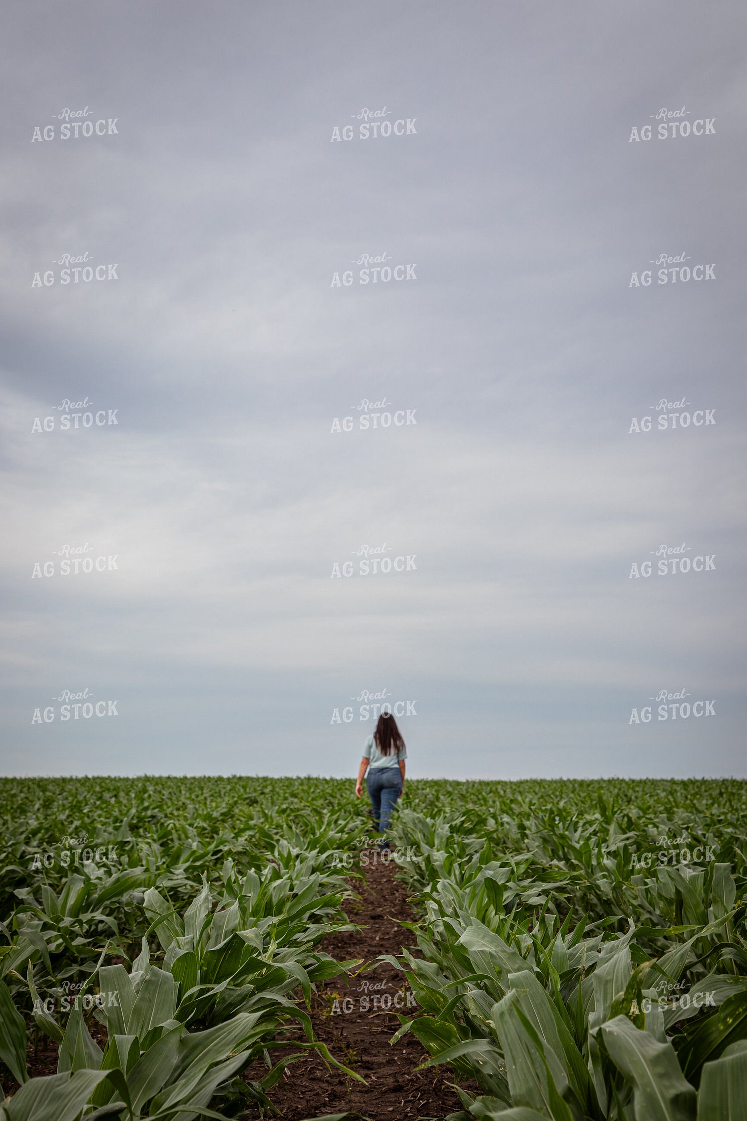Female Farmer Checking Corn 67772