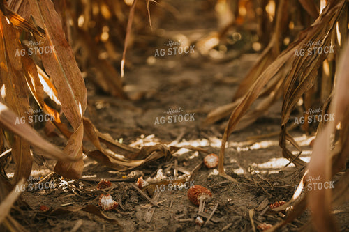 Dried Corn in Field 4742