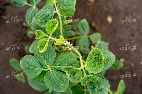 Soybean Plant With Leaf Cupping 65844