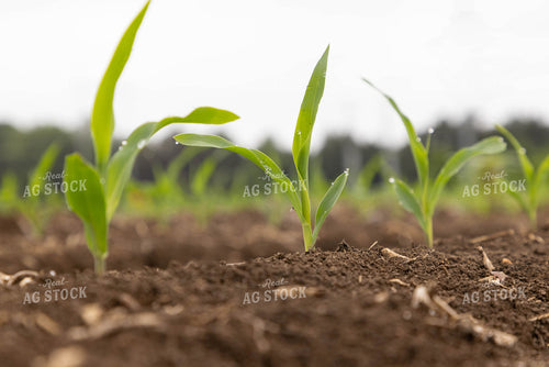 Early Growth Corn 79640