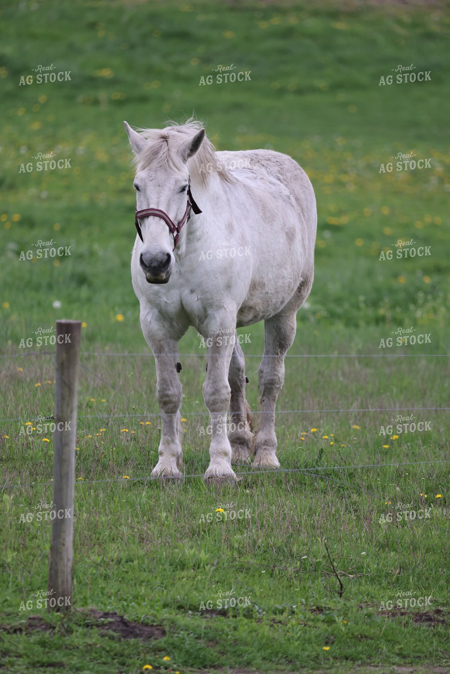 Horse on Pasture 160299