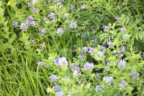 Flowering Alfalfa 82151