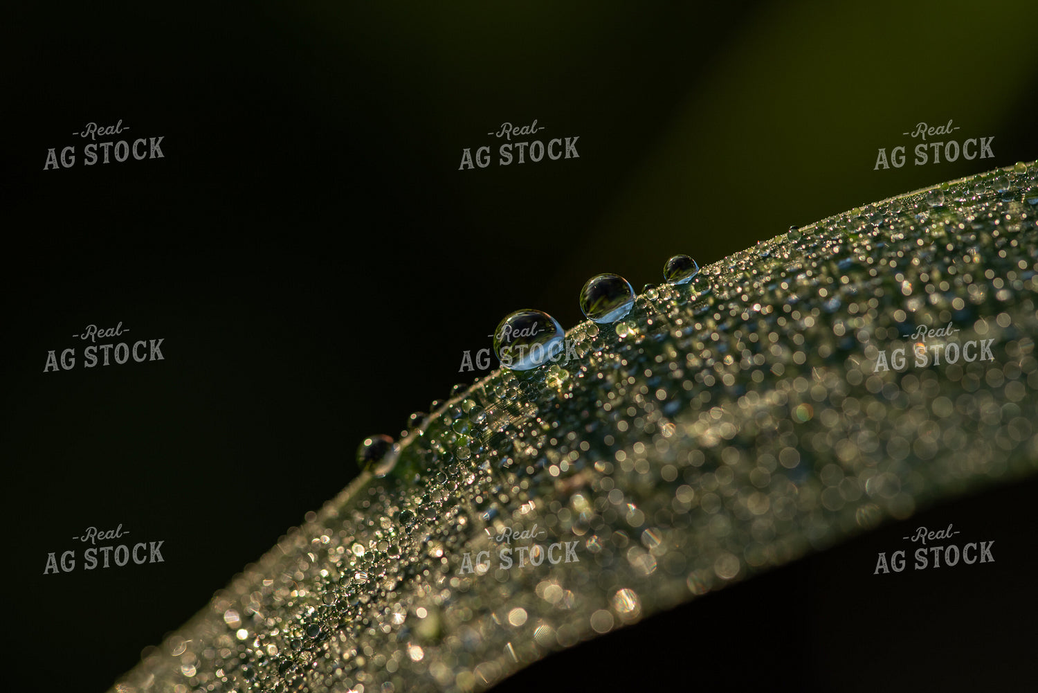 Corn Leaf Close Up With Dew 76232