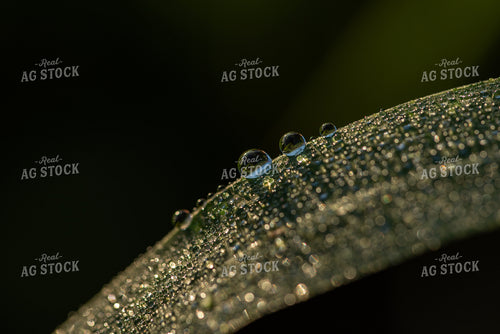 Corn Leaf Close Up With Dew 76232