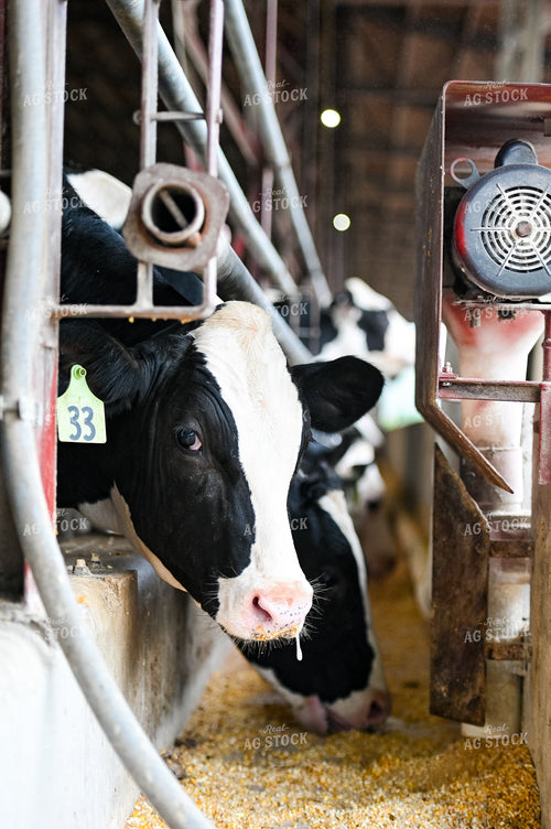 Holstein Cattle Eating 90099