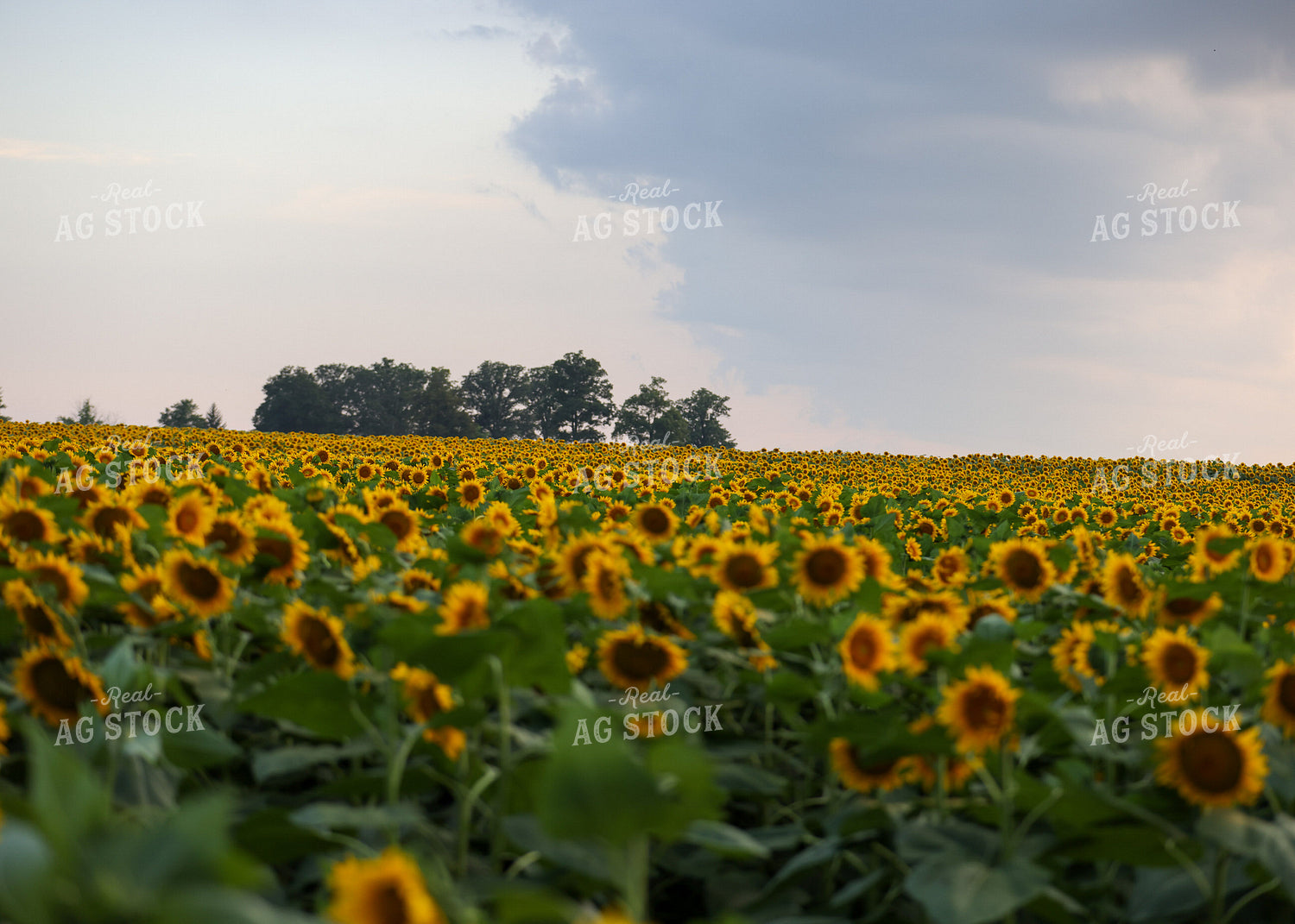 Sunflowers 160200