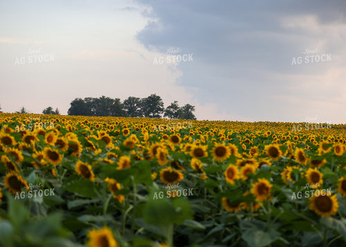 Sunflowers 160200