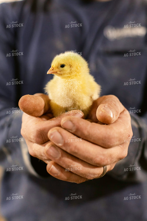 Farmer Holding Chick 280010