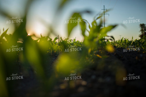 Corn - Early Growth 1101