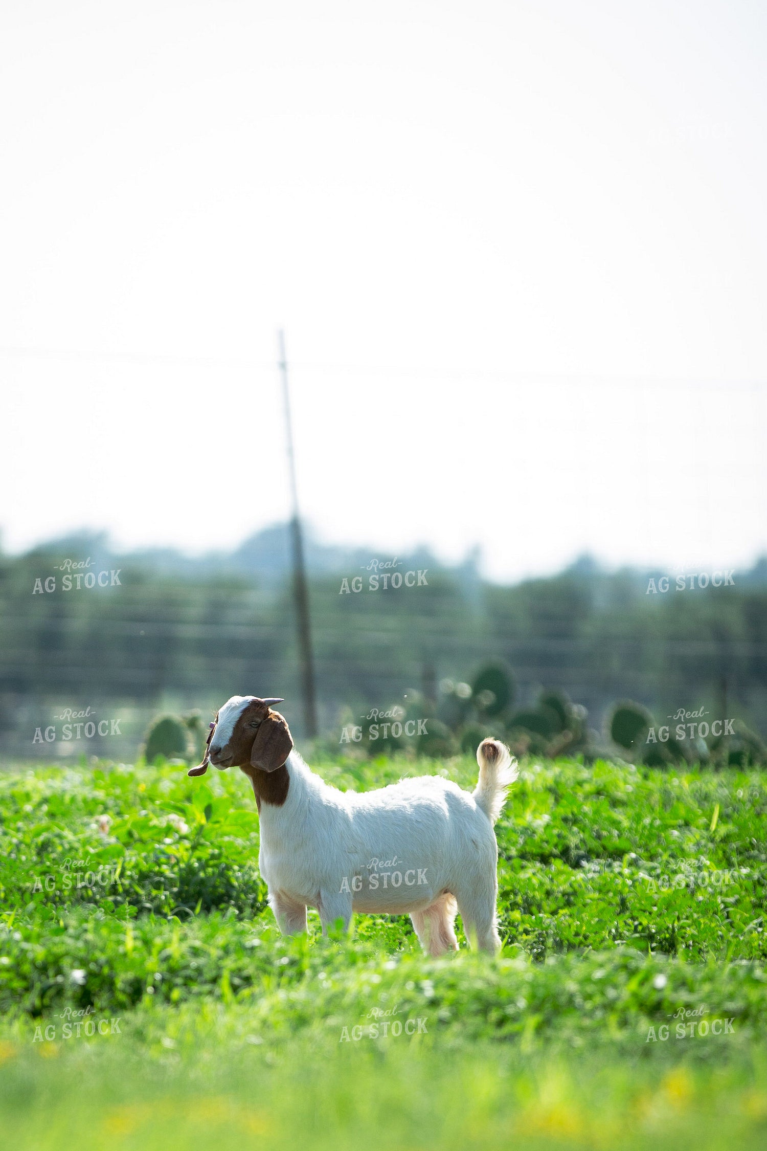 Boer Goat 134034