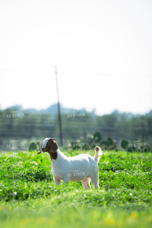Boer Goat 134034