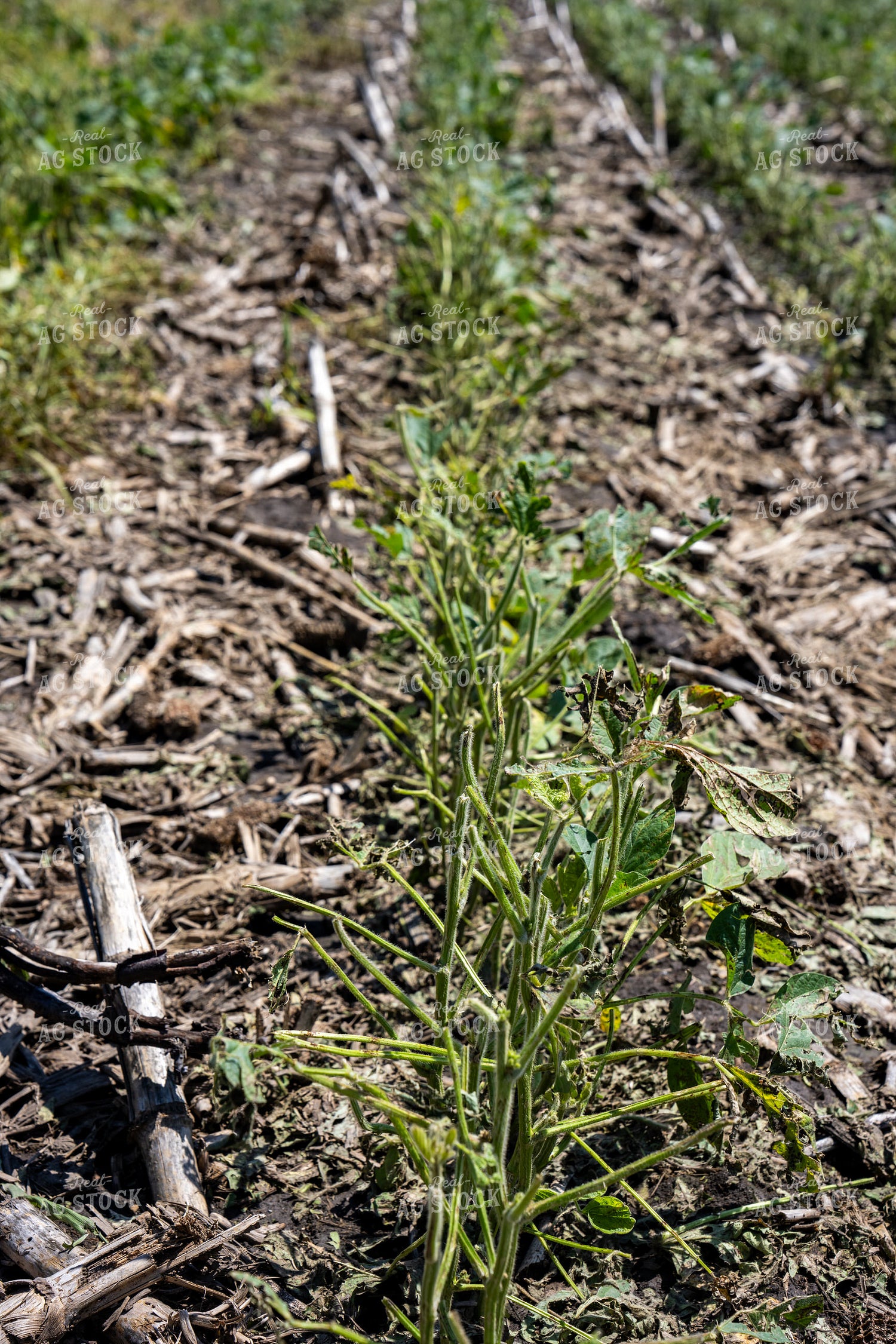 Hail Damaged Soybean Field 65907