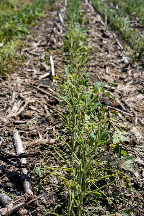 Hail Damaged Soybean Field 65907