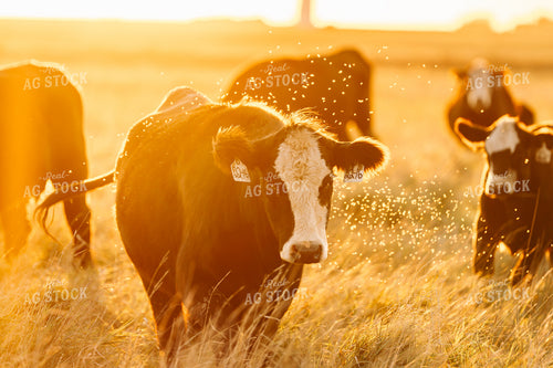 Cattle on Pasture 68253