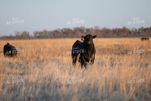 Angus Bull on Pasture 72130