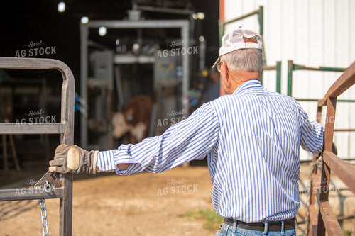 Ranchers Working Cattle 212154