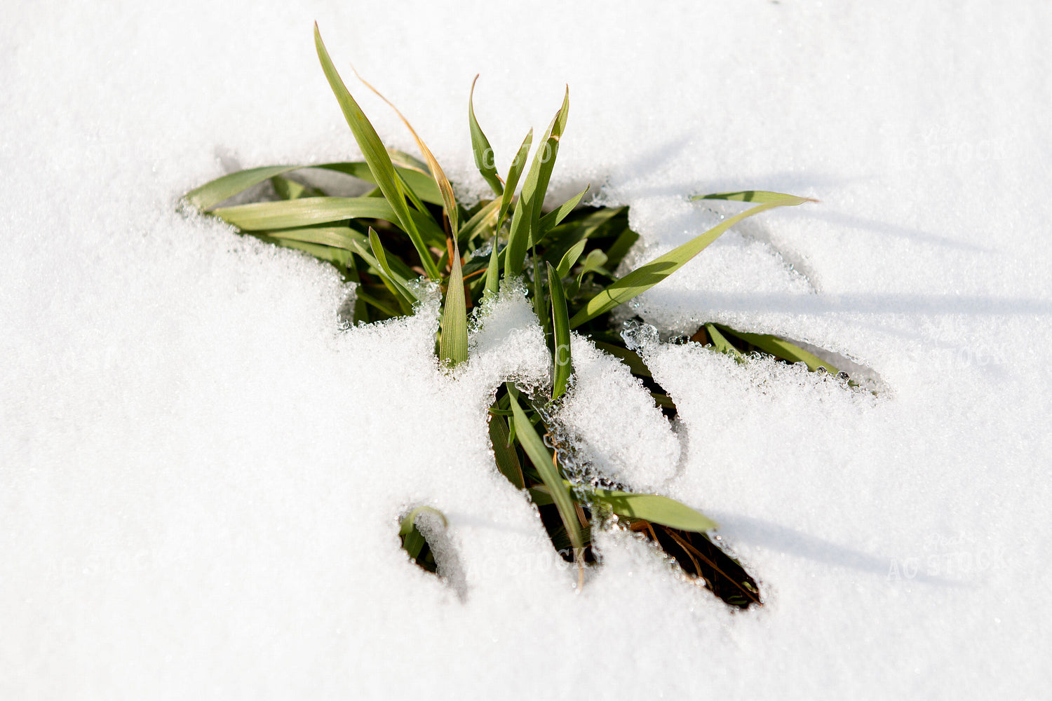 Winter Wheat in Snow 157130