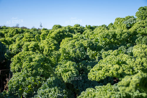 Kale 50196