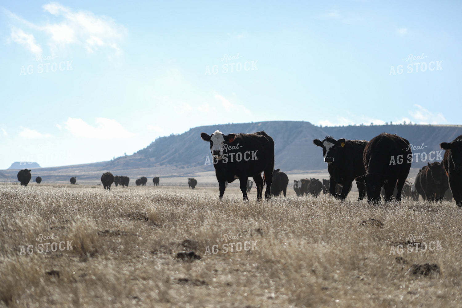 Cattle in Pasture 117012