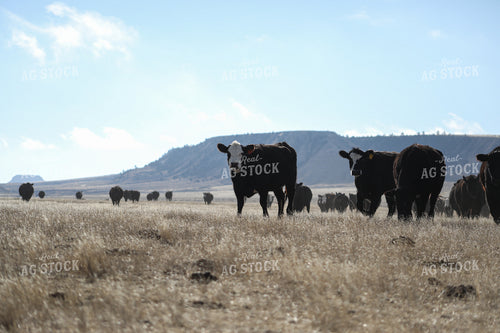 Cattle in Pasture 117012