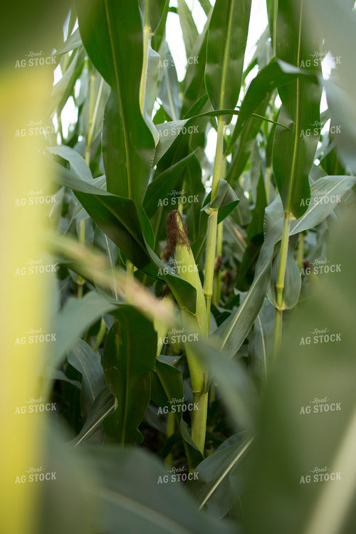 Corn - Mid-Season 1305