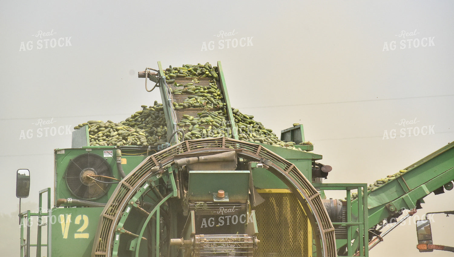 Cucumber Harvest 84165