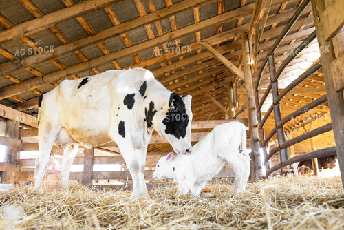 Holstein Cow Calf Pair 270519