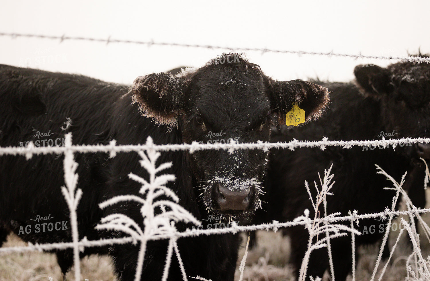 Cattle on Snowy Pasture 219102