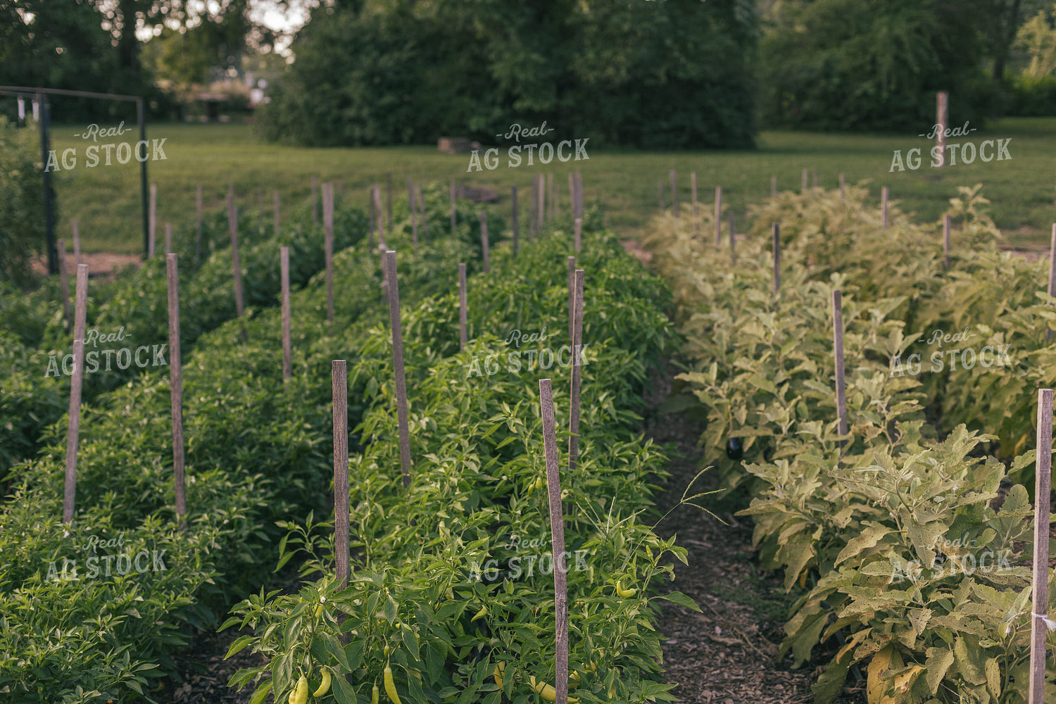 Garden 162023