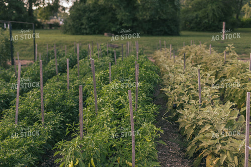 Garden 162023