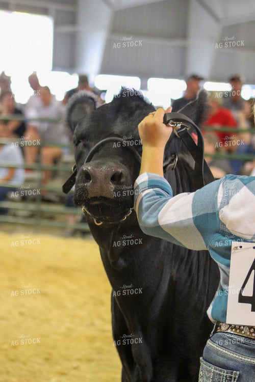 4H Show Cattle 52002