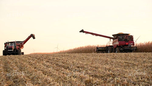 Two Combines Harvesting Corn at Sunset - 562