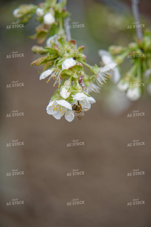 Bee on Cherry Blossom 146086