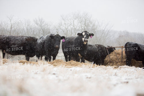 Cattle 1680