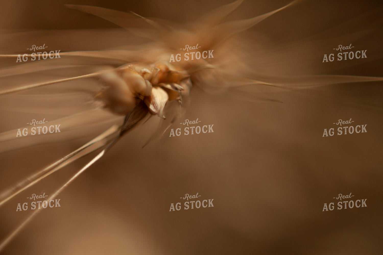 Wheat 2182
