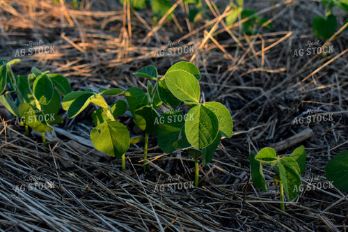 Soybean Field at Sunrise 156122