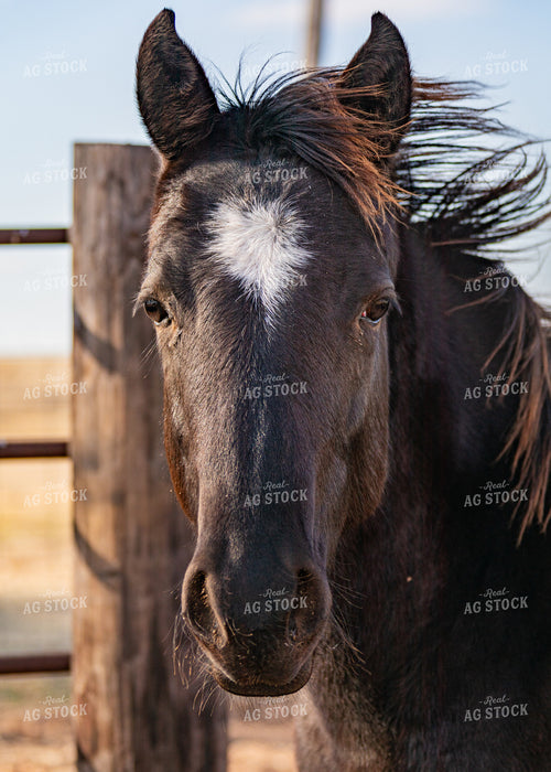 Horse 231049